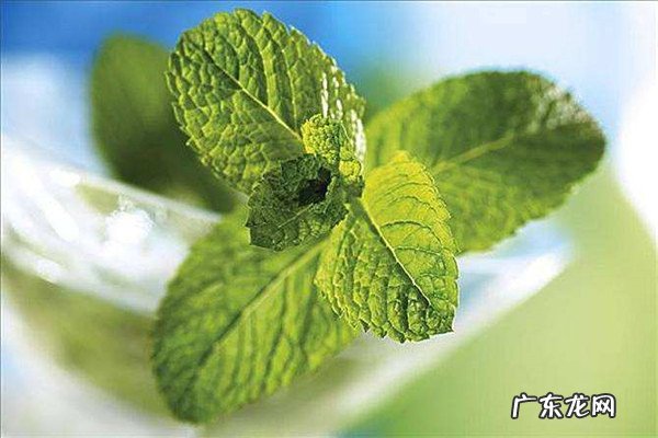 薄荷怎么养才能没虫子在家如何种植薄荷