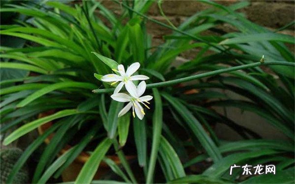 活性炭可以养花吗活性炭做花土有哪些好处