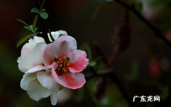 海棠花代表的花语是什么