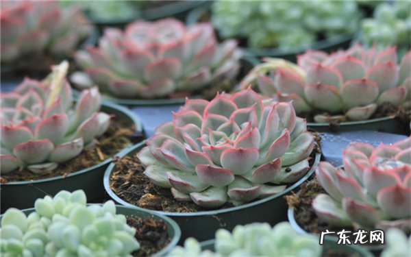 怎么养多肉不容易死有哪些小妙招