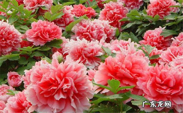 只在夏天开的有哪些花都有什么特点