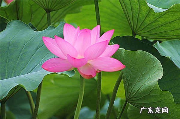 只在夏天开的有哪些花都有什么特点