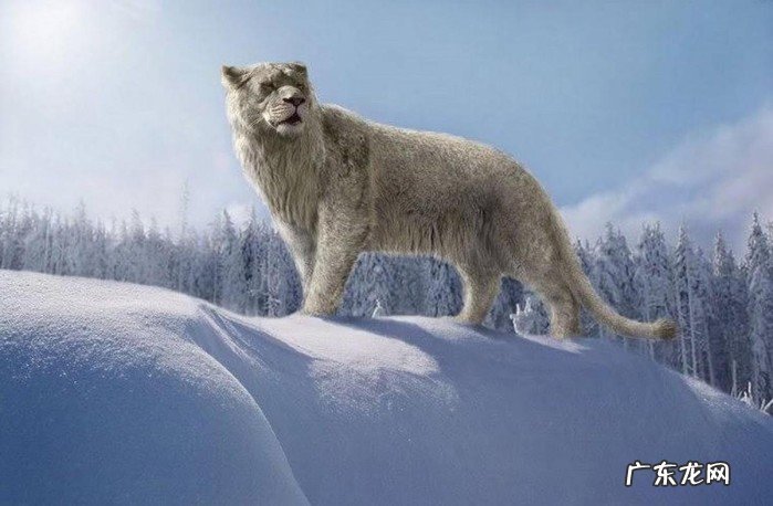 世界上体重最重的猫科动物是什么,比非洲狮还要大?