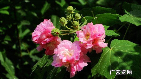 芙蓉花花期可以施肥吗怎么施肥