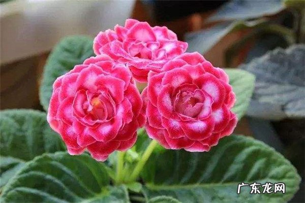 大岩桐花放在哪养最适合能放在卧室吗