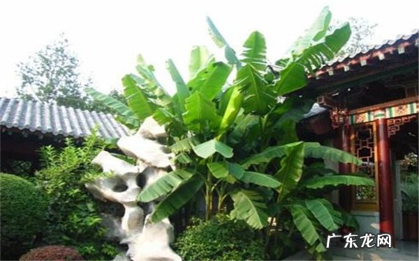 芭蕉树怎么浇水注意事项有哪些