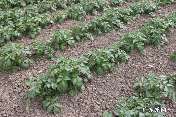 土豆什么时候成熟,种植土豆需要多长时间才能收获?