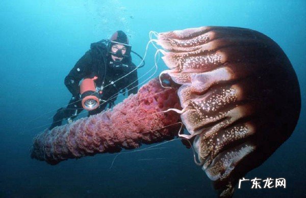 世界上身体最长的动物是什么：北极霞水母触手之间的距离74米