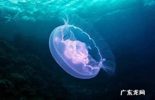 世界上身体最长的动物是什么：北极霞水母触手之间的距离74米