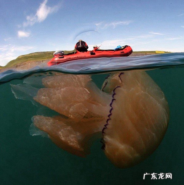 世界上身体最长的动物是什么：北极霞水母触手之间的距离74米