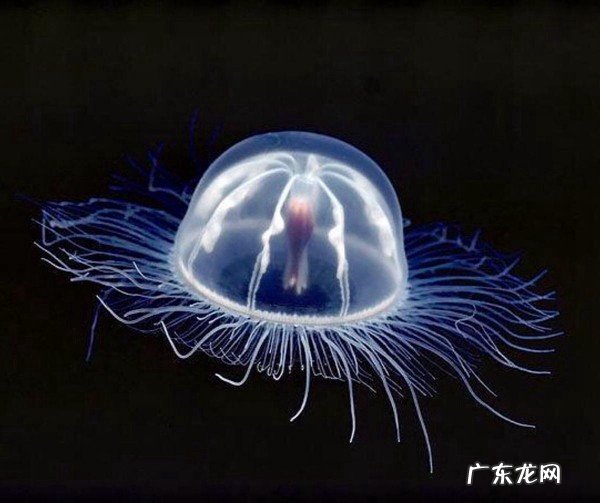 世界上身体最长的动物是什么：北极霞水母触手之间的距离74米