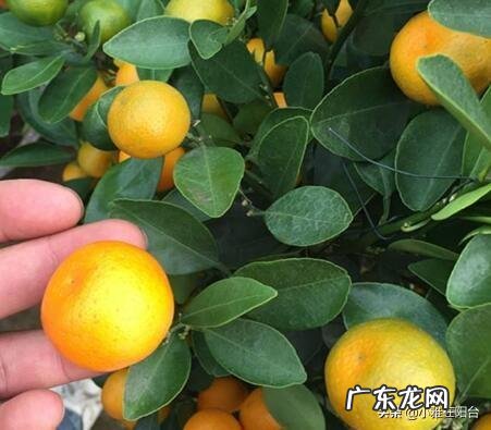 桔子树放在门外什么位置最好 桔树种摆在楼顶的西侧风水好吗