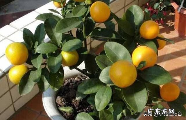 桔子树放在门外什么位置最好 桔树种摆在楼顶的西侧风水好吗