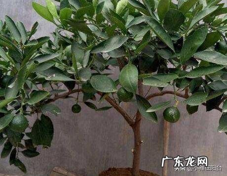 桔子树放在门外什么位置最好 桔树种摆在楼顶的西侧风水好吗