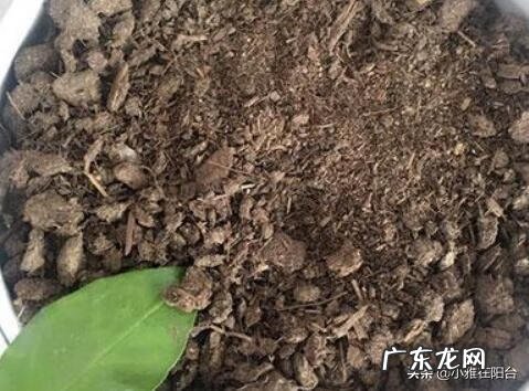 桔子树放在门外什么位置最好 桔树种摆在楼顶的西侧风水好吗