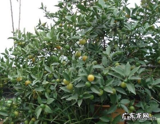 桔子树放在门外什么位置最好 桔树种摆在楼顶的西侧风水好吗