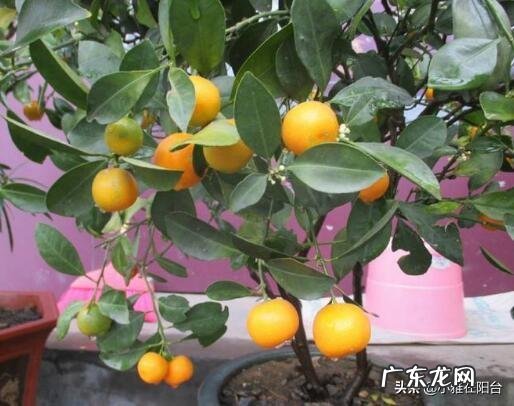 桔子树放在门外什么位置最好 桔树种摆在楼顶的西侧风水好吗
