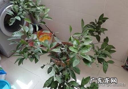 桔子树放在门外什么位置最好 桔树种摆在楼顶的西侧风水好吗