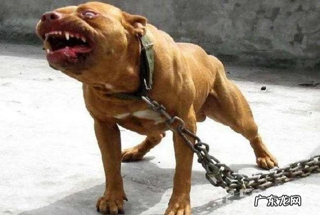 酒店猛狗的意思是什么?猛狗又是什么意思?来欣赏一下原文