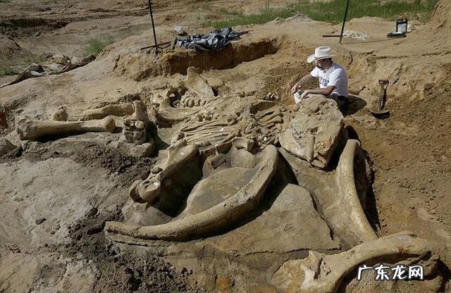 猛犸象牙风水作用 猛犸象头骨化石