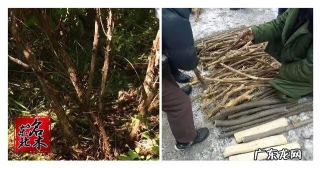 木命人怎么样 木命人哪种木命好