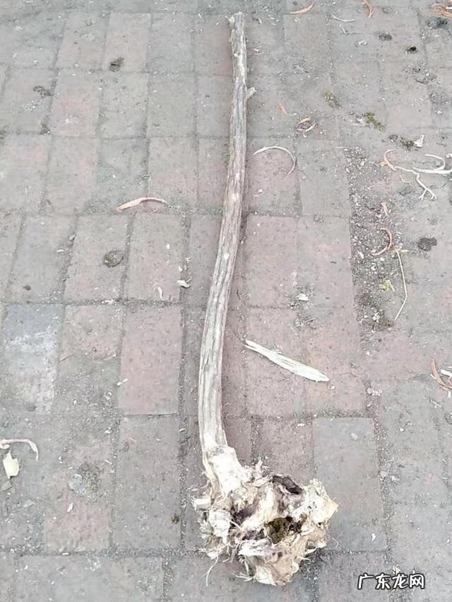 木命人怎么样 木命人哪种木命好