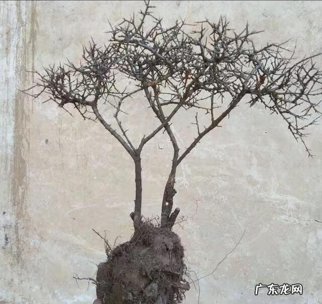 木命人怎么样 木命人哪种木命好