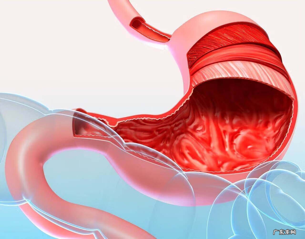 怎么养胃最有效 怎么样才能养胃呢