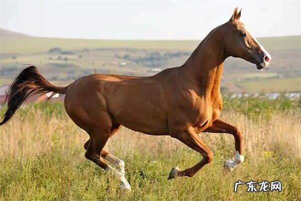纯汗血宝马多少钱一匹?带你了解汗血宝马为什么这么贵