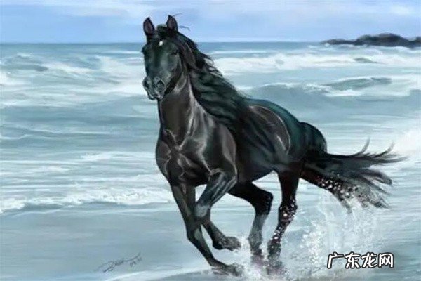 纯汗血宝马多少钱一匹?带你了解汗血宝马为什么这么贵