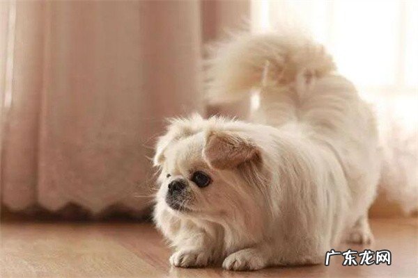 宠物小京巴狗多少钱一只？为何养狗最好是养京巴犬