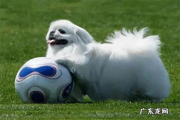 宠物小京巴狗多少钱一只？为何养狗最好是养京巴犬