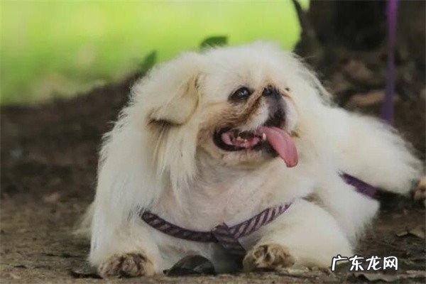 宠物小京巴狗多少钱一只？为何养狗最好是养京巴犬