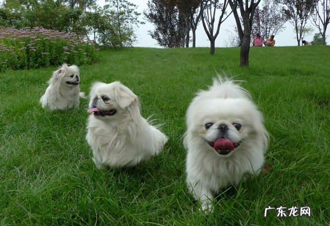 宠物小京巴狗多少钱一只？为何养狗最好是养京巴犬