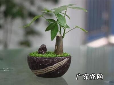 大发财树黄叶掉叶怎么回事 发财树叶子变黄了什么原因