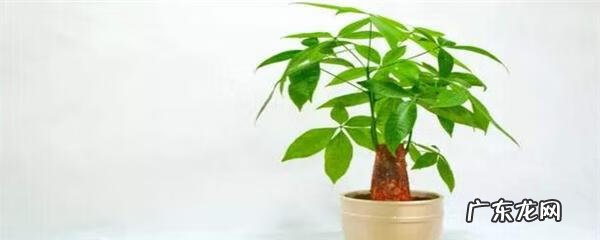 大发财树黄叶掉叶怎么回事 发财树叶子变黄了什么原因