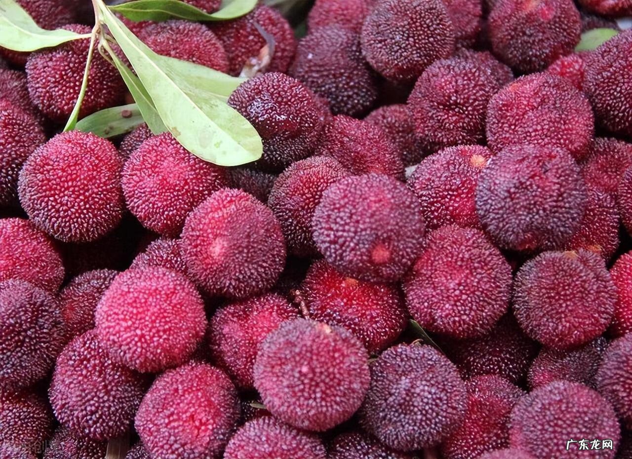 杨梅虫子怎么去除 杨梅里的小白虫能吃吗?