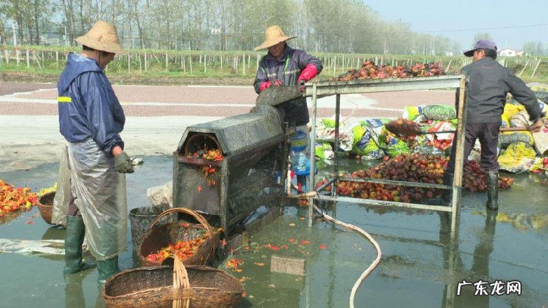 吊瓜图片大全图片 功效 吊瓜子图片