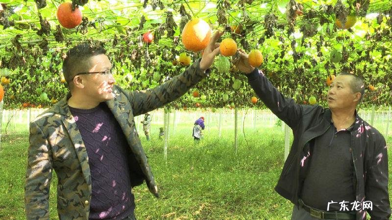 吊瓜图片大全图片 功效 吊瓜子图片