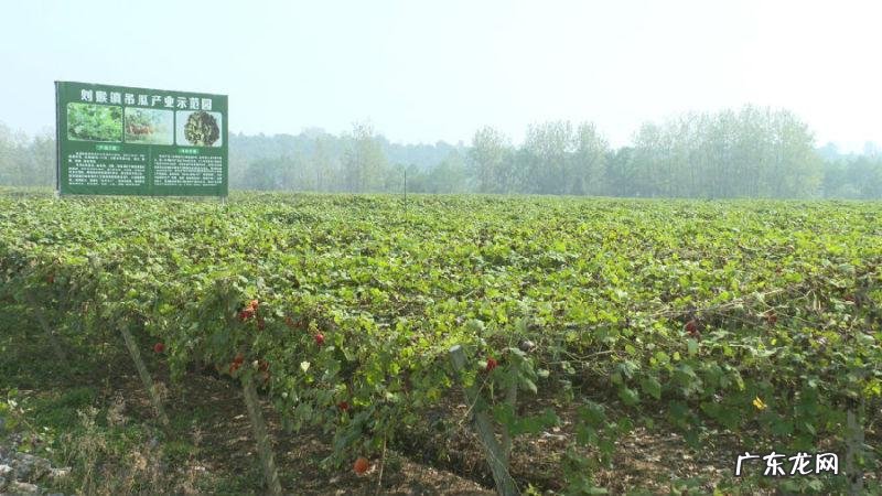 吊瓜图片大全图片 功效 吊瓜子图片