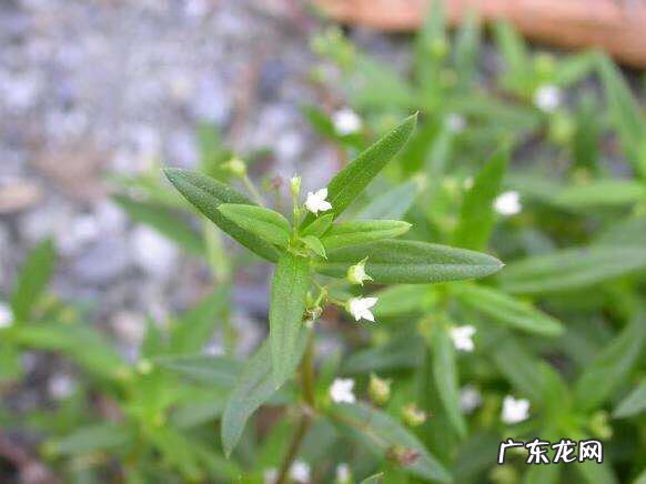 垂盆草别名叫什么 垂盆草的功效与作用禁忌