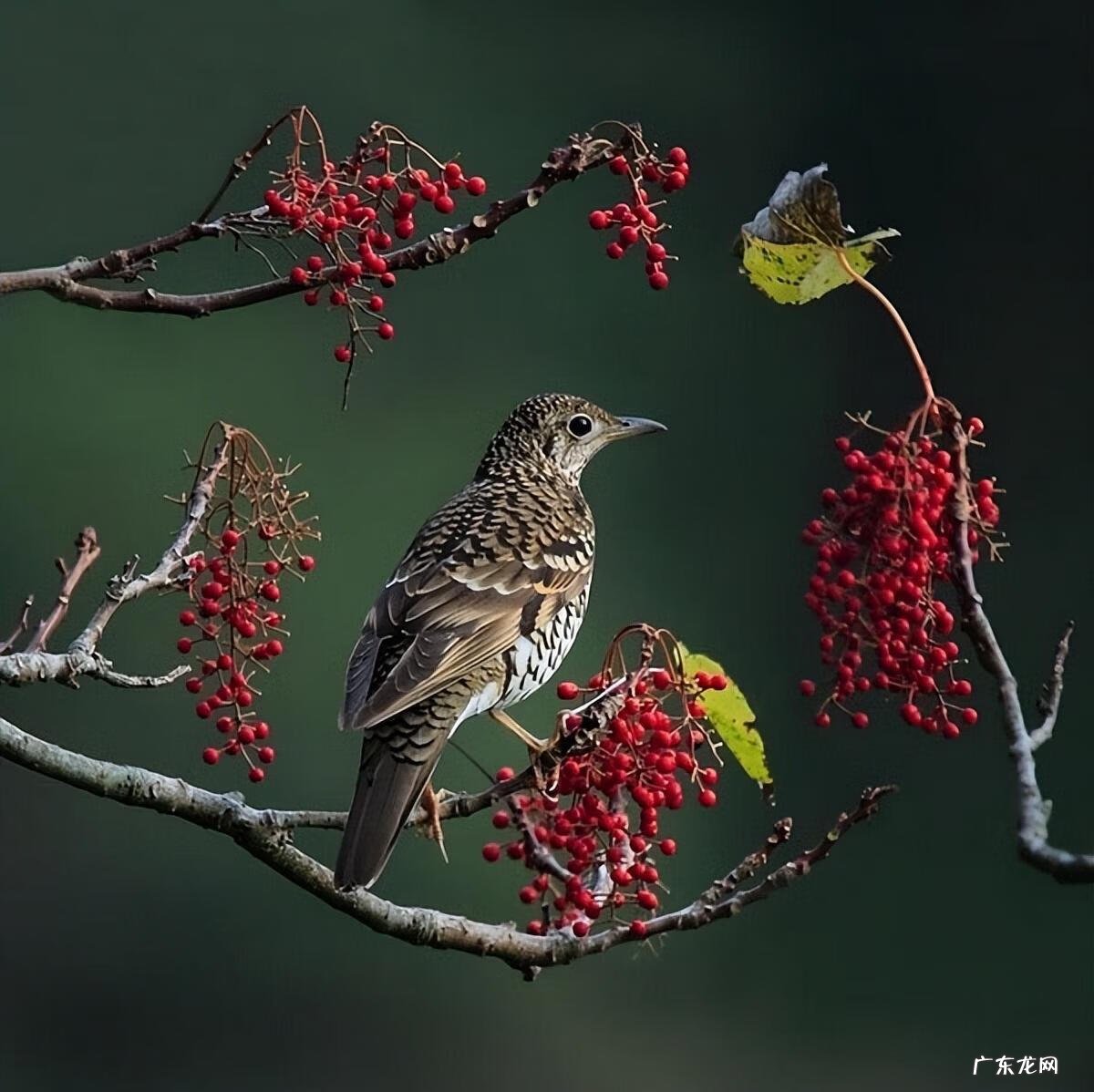 小鸟图片大全大图