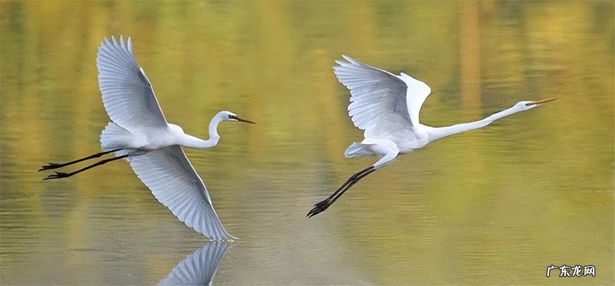 小鸟图片大全大图