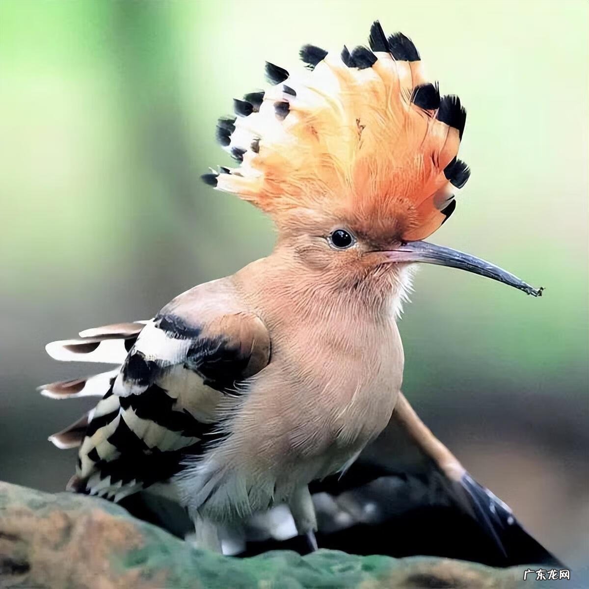 小鸟图片大全大图