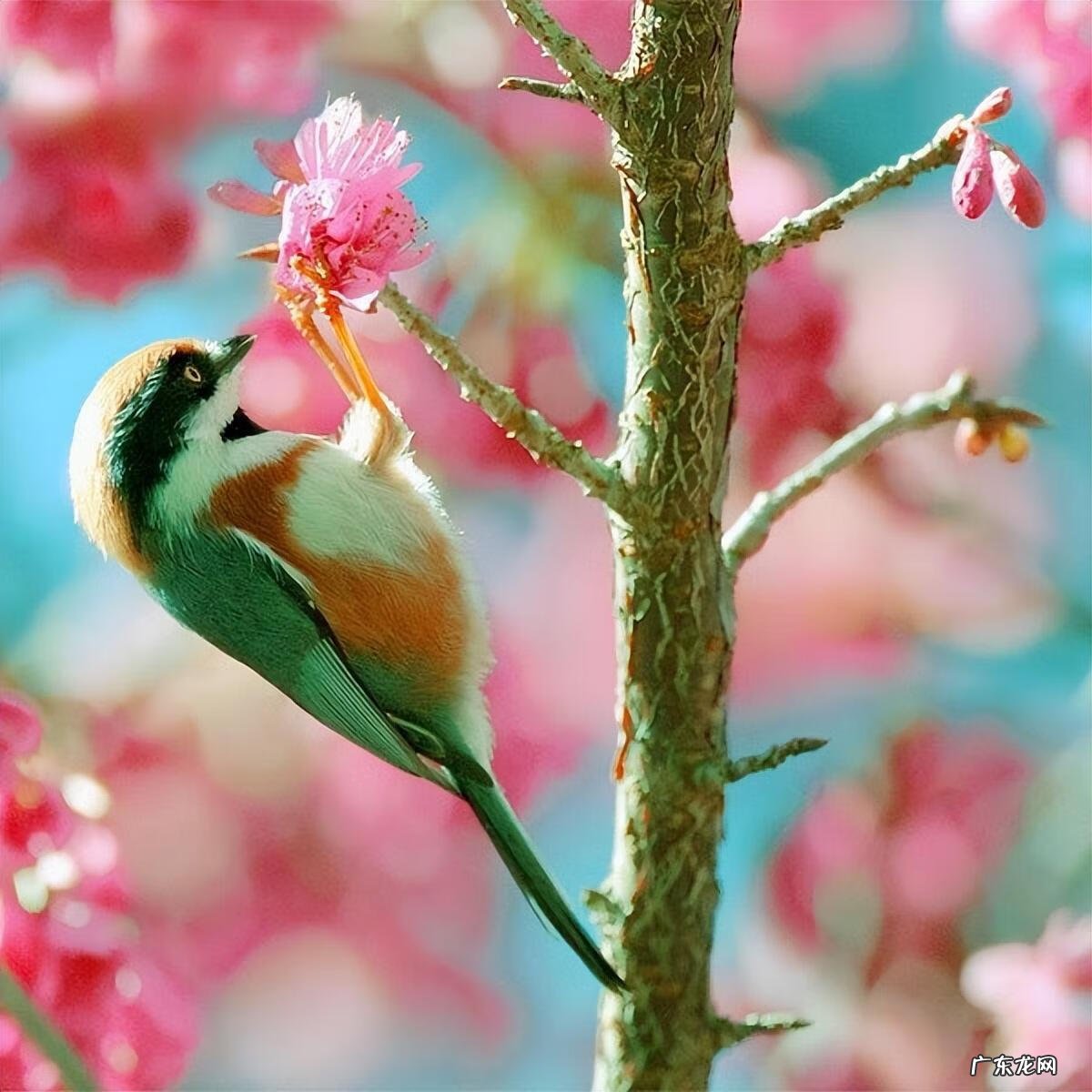 小鸟图片大全大图