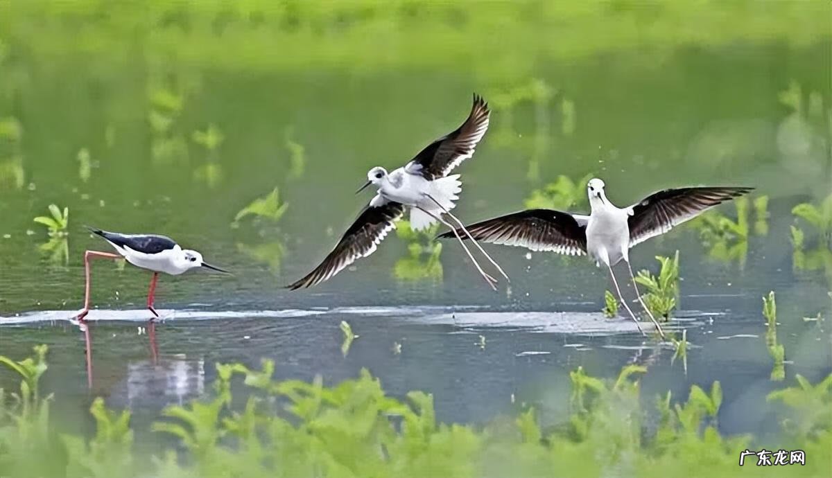 小鸟图片大全大图