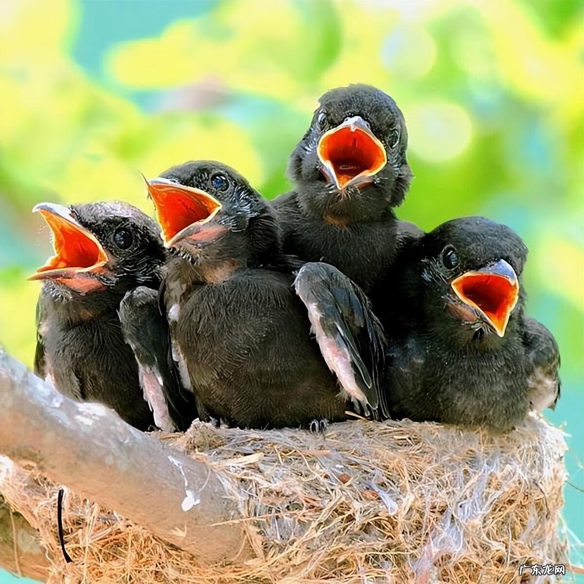 小鸟图片大全大图