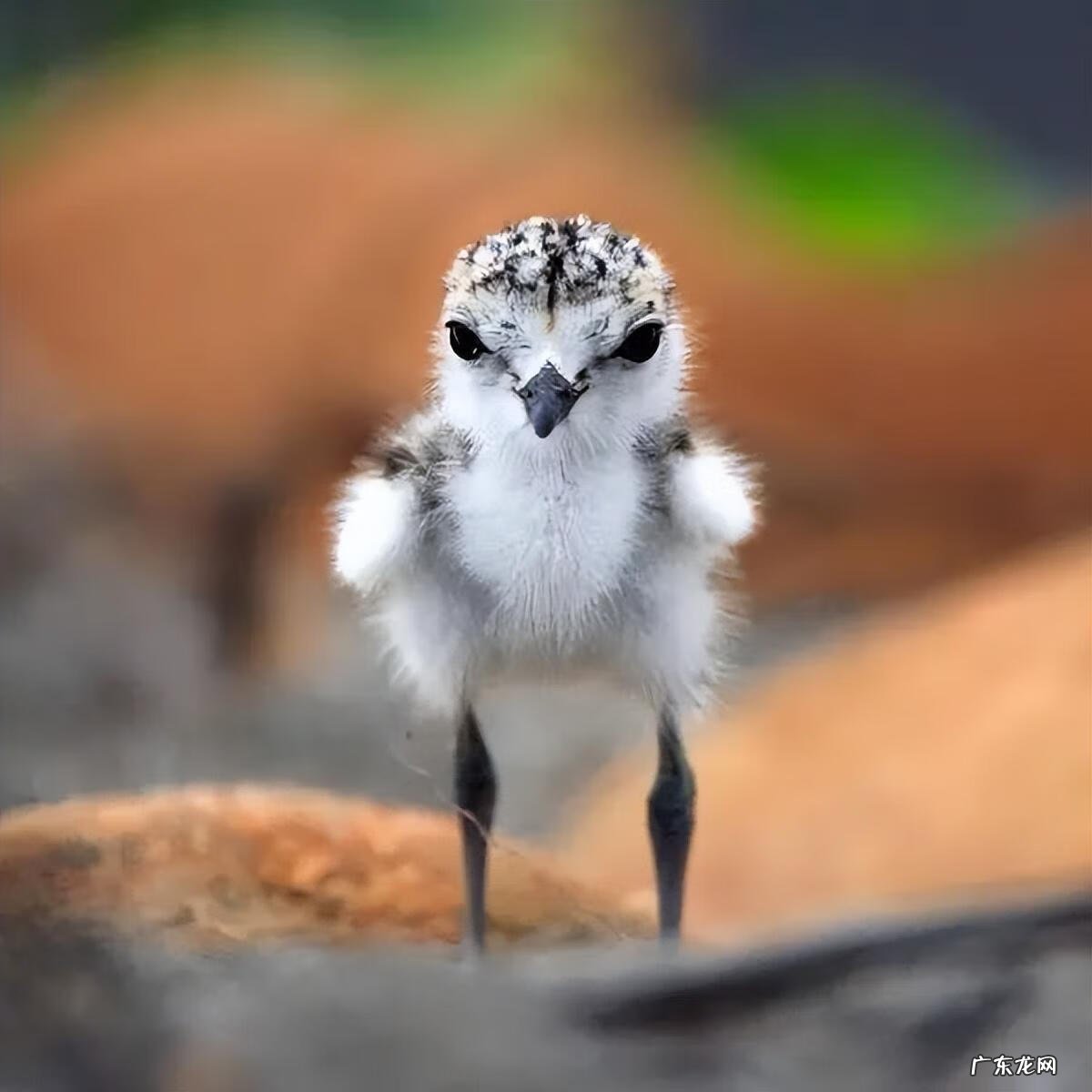 小鸟图片大全大图