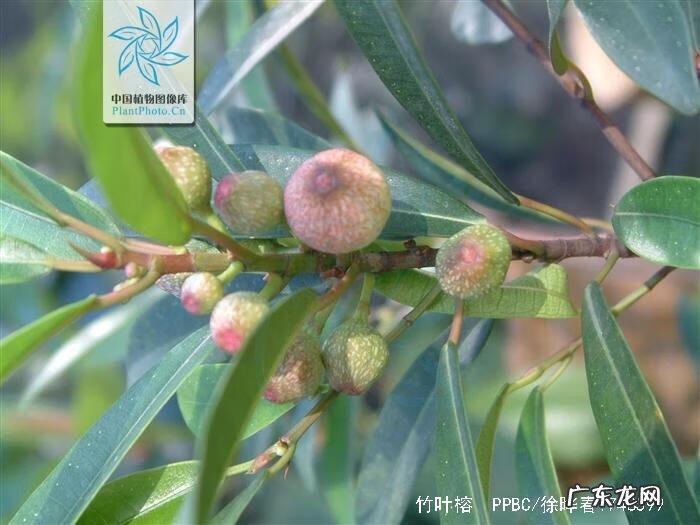 牛奶树有几种 牛奶树根的用途