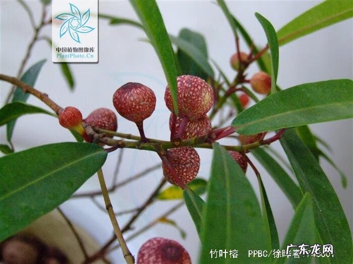 牛奶树有几种 牛奶树根的用途